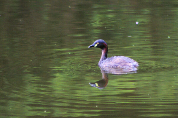 Image of an Australasian Grebe