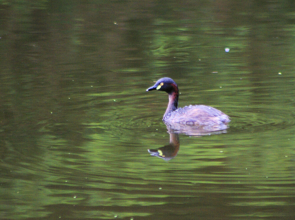 Image of an Australasian Grebe