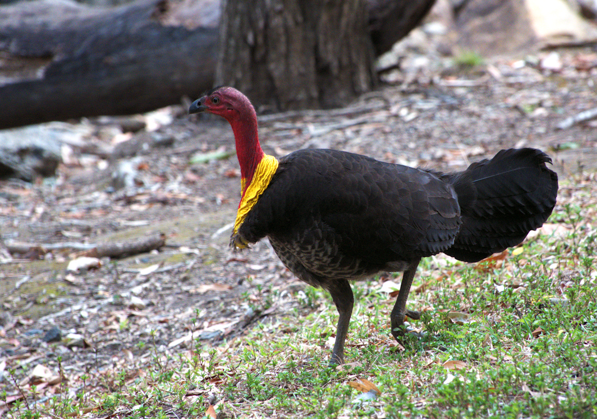 Australian Brush Turkey