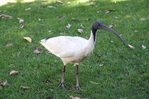 Australian White Ibis