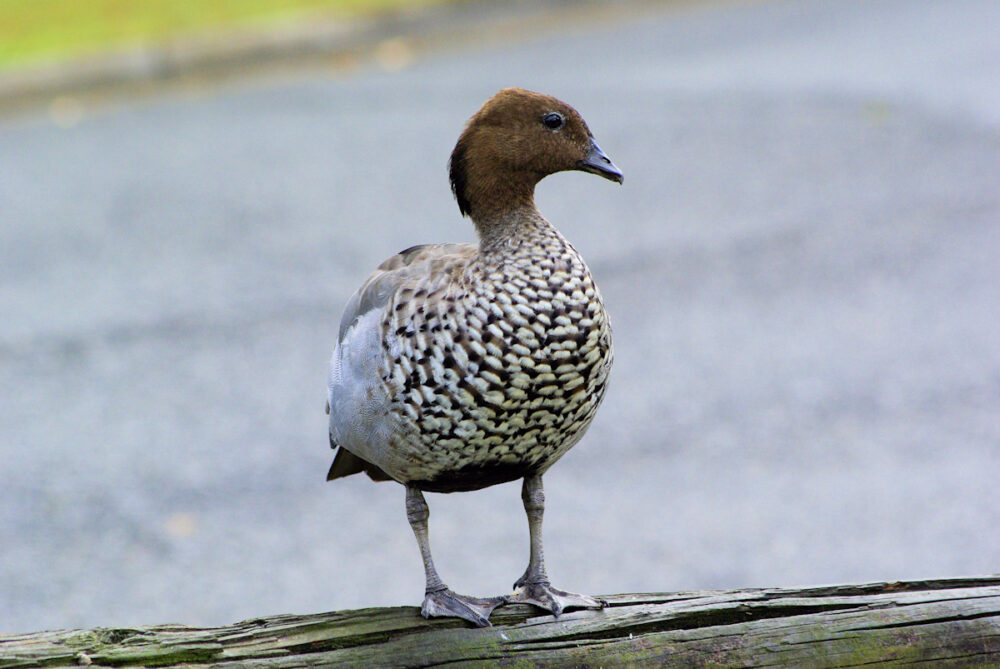 Image of a Australian Wood Duck on a fence