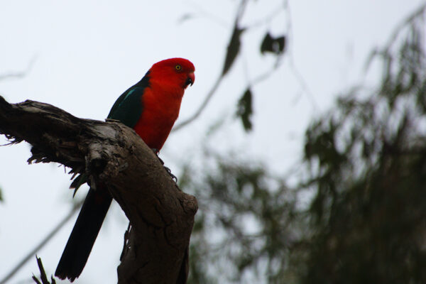 Image of a Australian King-Parrot