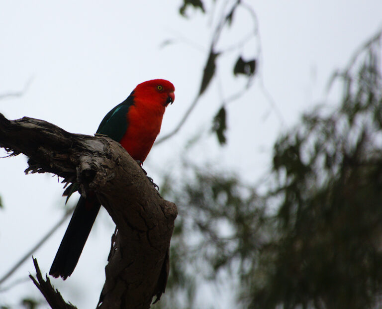 Image of a Australian King-Parrot