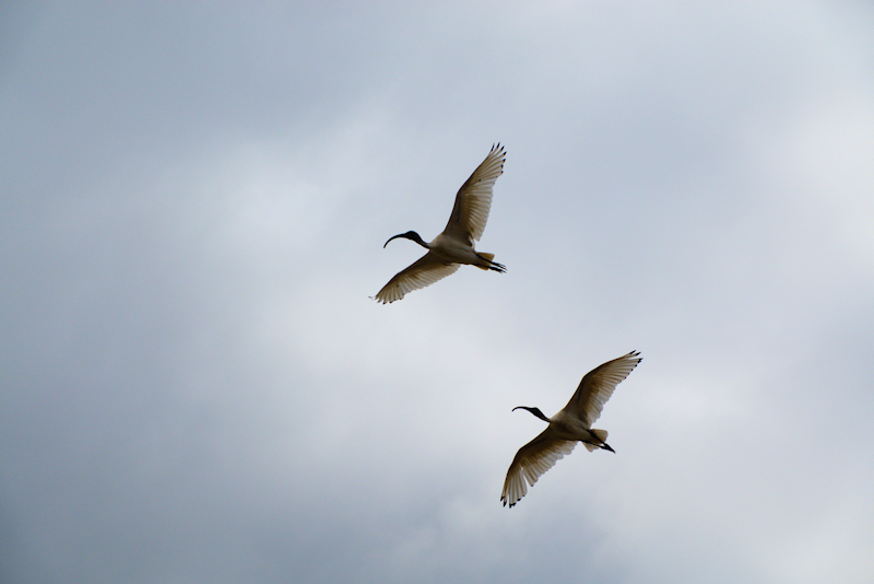 Australian White Ibis