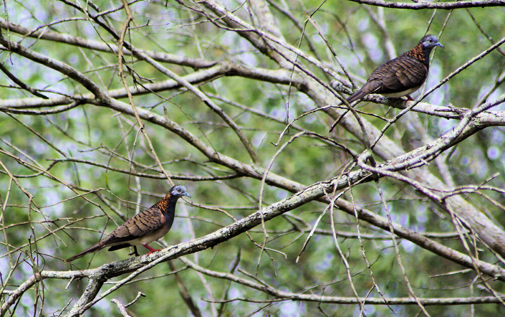 Image of a Bar-shouldered Dove