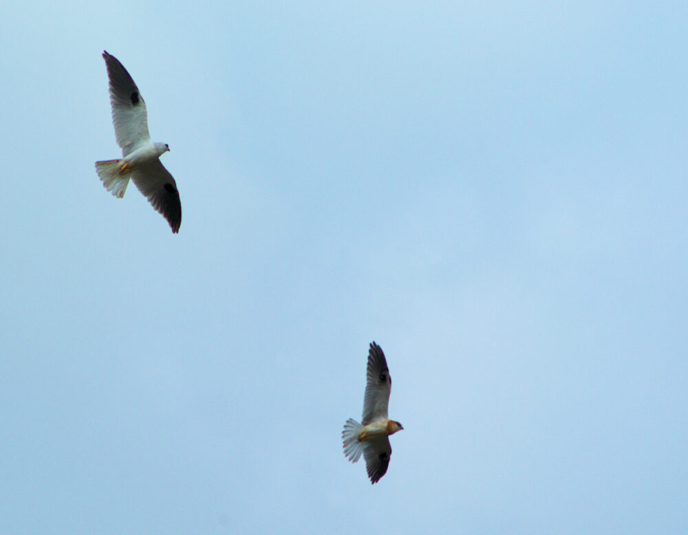 Black Shouldered Kite