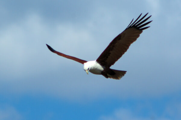 Image of a Brahminy Kite