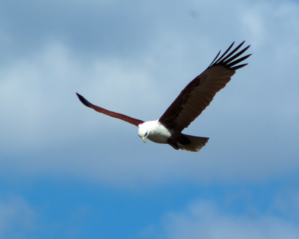 Image of a Brahminy Kite