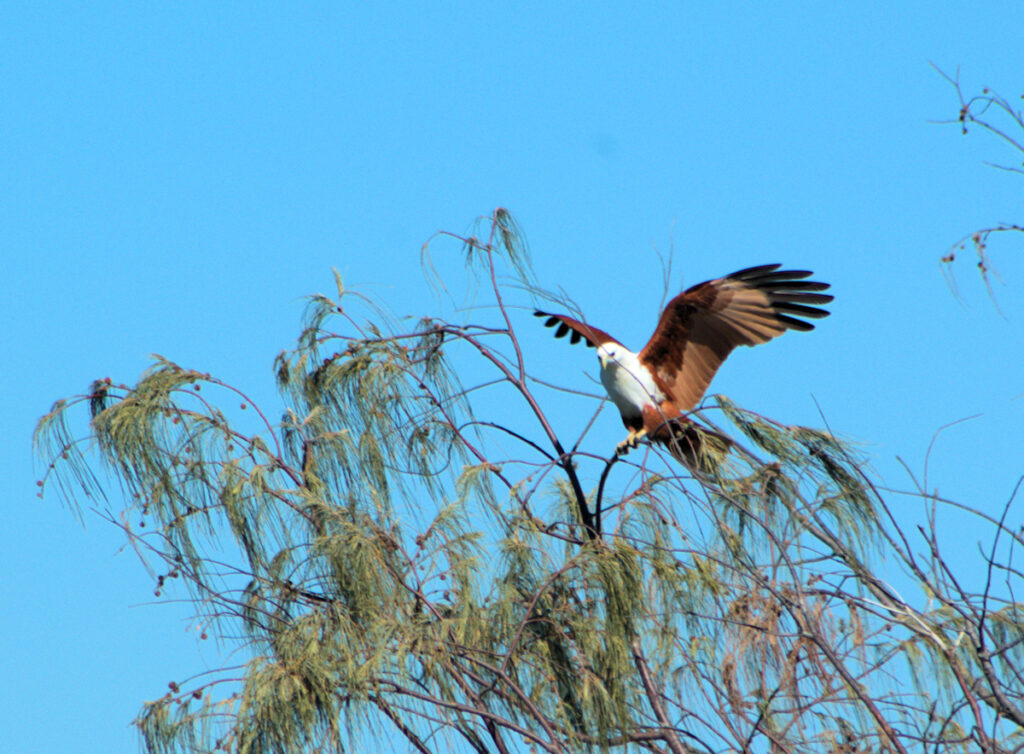 Image of a Brahminy Kite