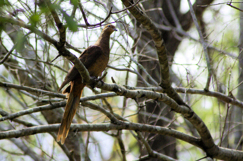 Image of a Brown Cuckoo-Dove