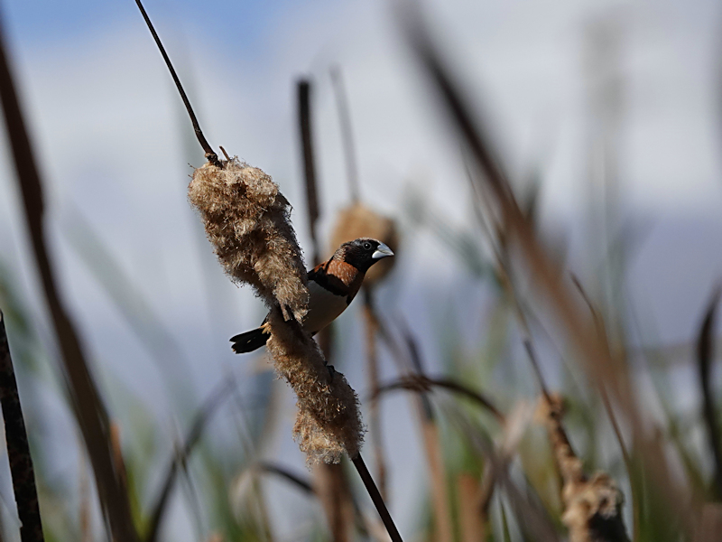 Image of a Chestnut-breasted Mannikin