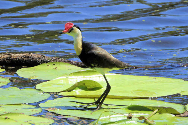 Comb Crested Jacana