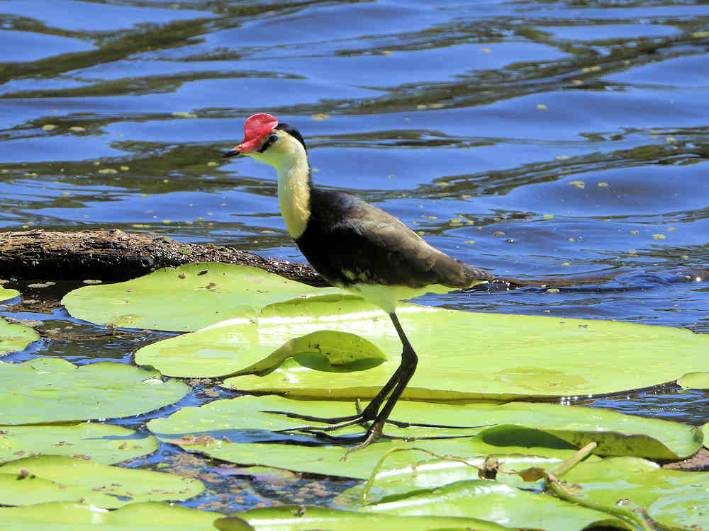 Comb Crested Jacana