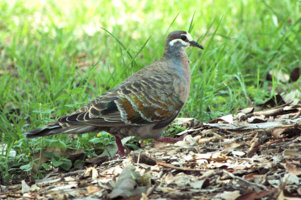 Image of a Common Bronzewing on leaves