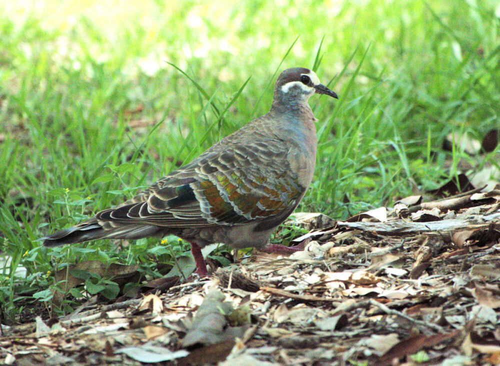 Image of a Common Bronzewing on leaves