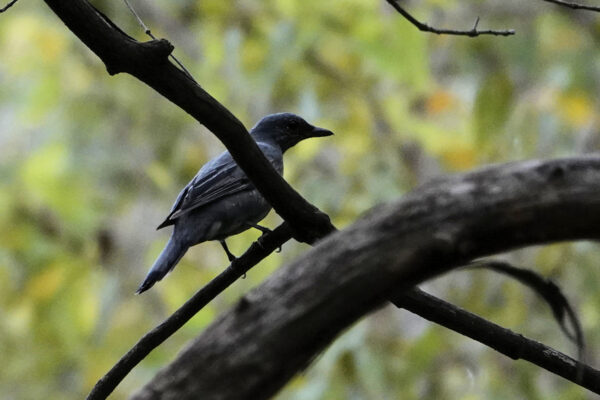 Image of a Common Cicadabird in a tree