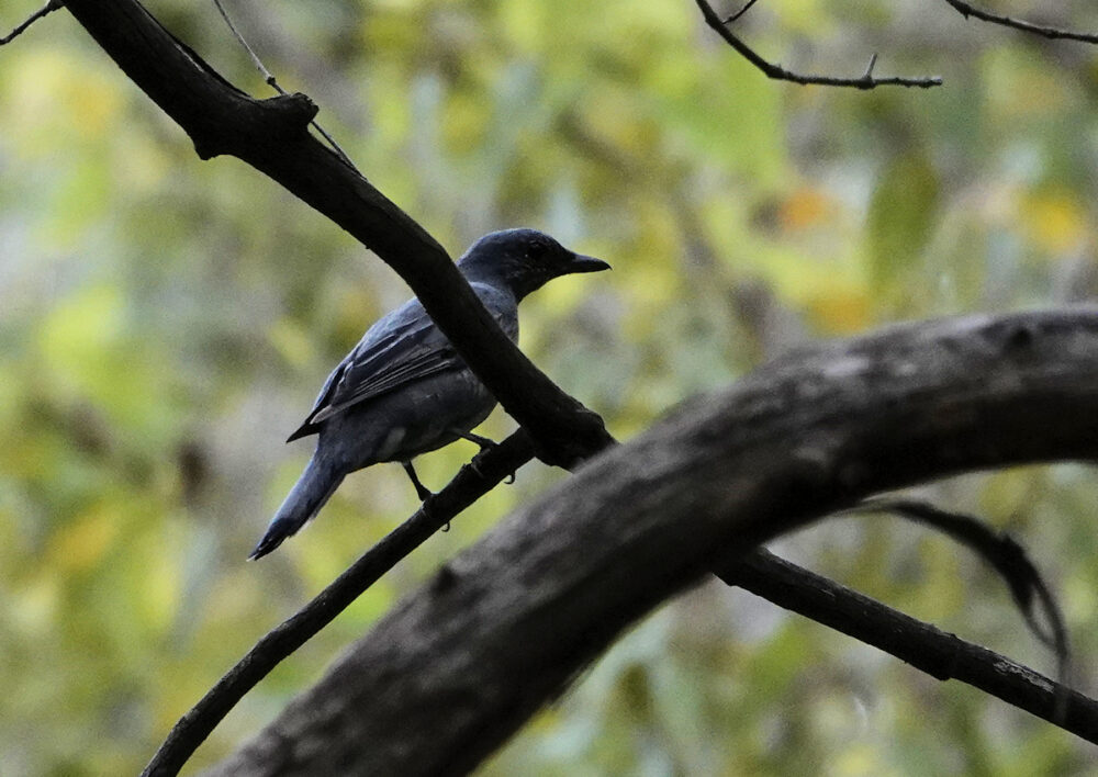 Image of a Common Cicadabird in a tree