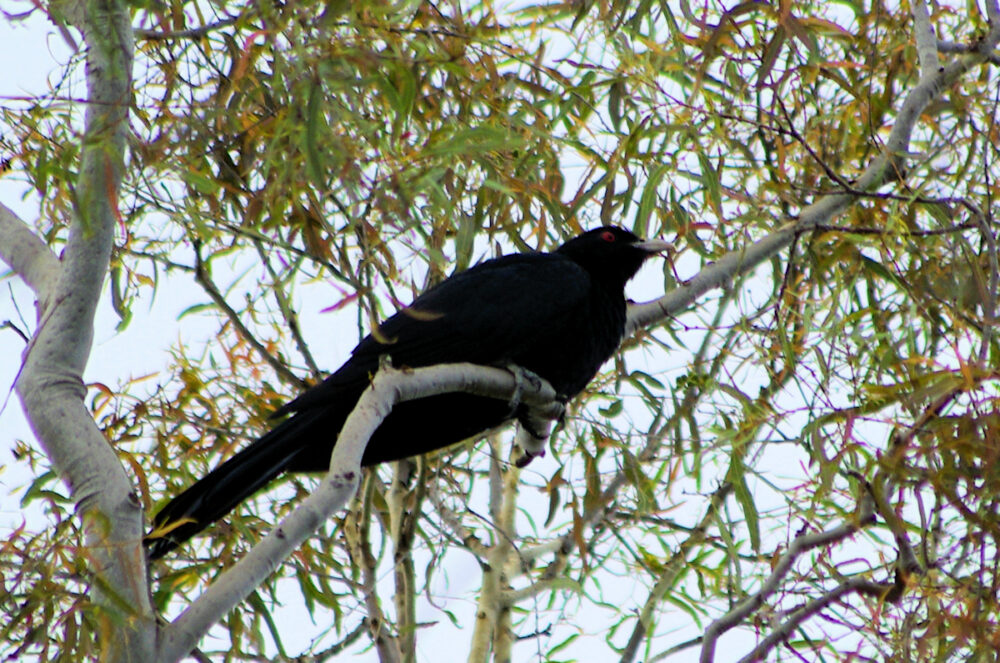 Image of a Eastern Koel