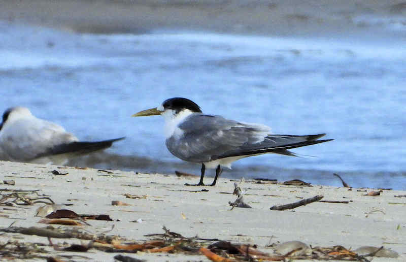 Crested Tern Kakadu Beach Birdhides