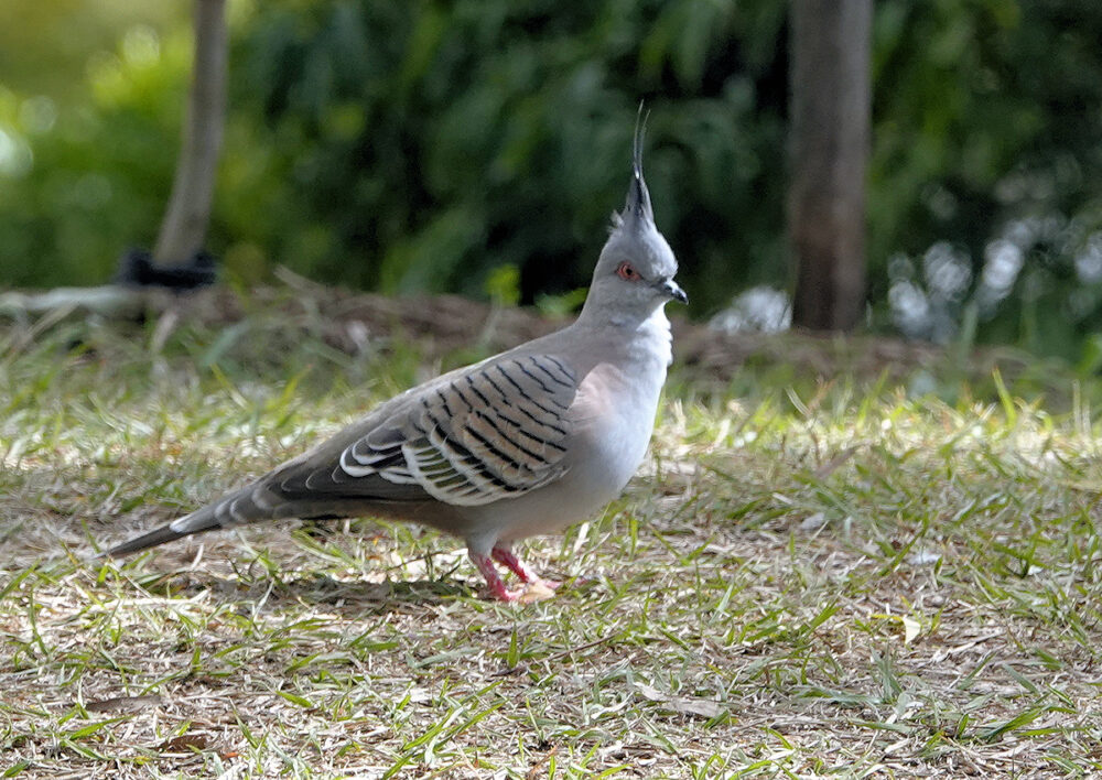 Image of a Crested Pigeon