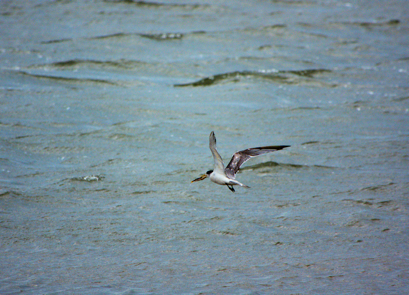 Image of a Crested Tern