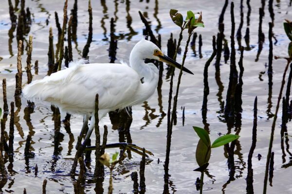 Image of a Little Egret