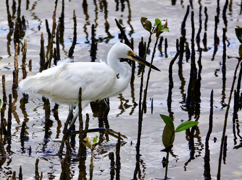 Image of a Little Egret