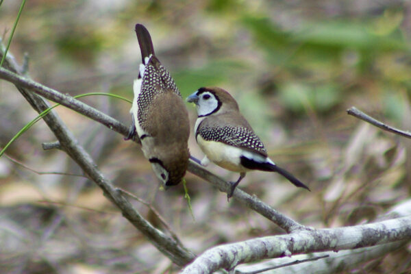 Image of a Double-barred Finch