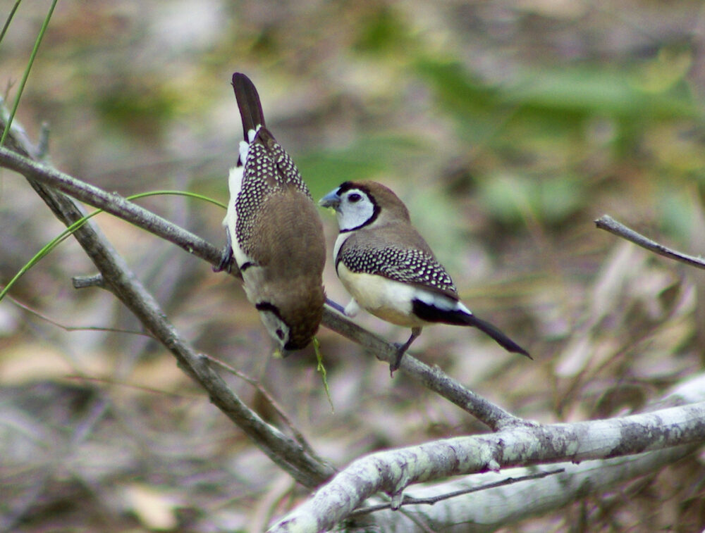 Image of a Double-barred Finch