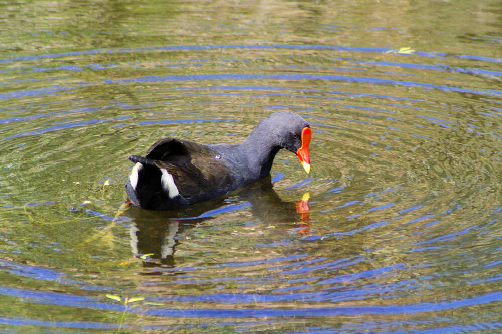 Image of a Dusky Moorhen swimming