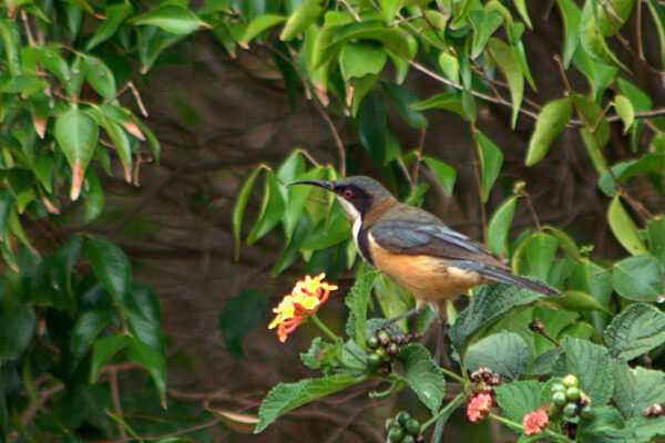 Image of a Eastern Spinebill