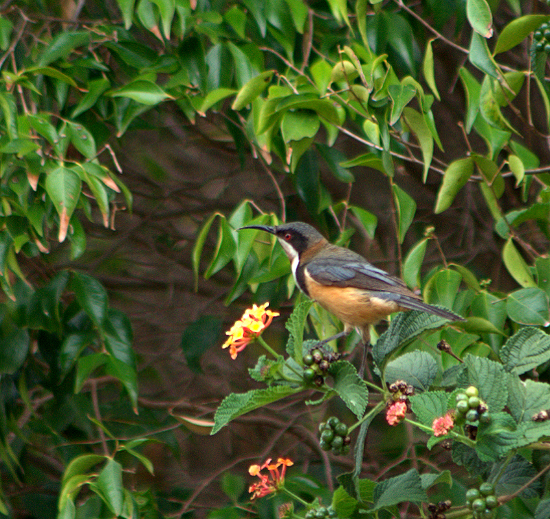 Image of a Eastern Spinebill