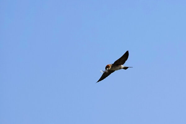 Image of a Fairy Martin