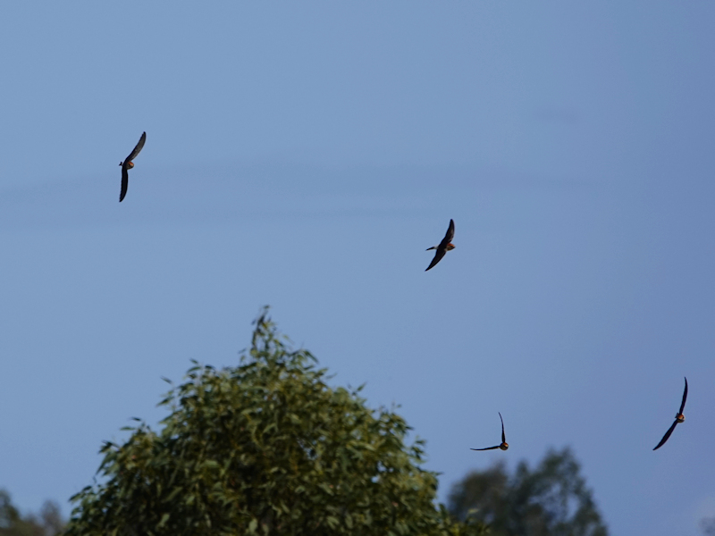 Image of a Fairy Martin