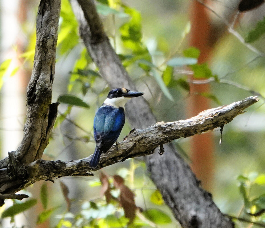 Image of a Forest Kingfisher