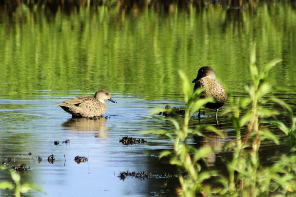 Image of a Grey Teal swimming with reeds nearby