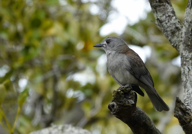 Image of a Grey Shrike-thrush