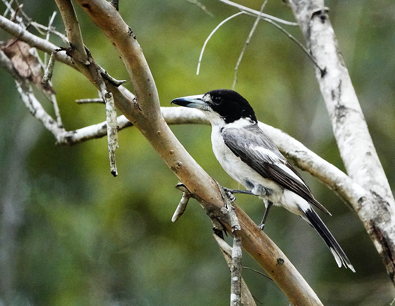 Image of a Grey Butcherbird