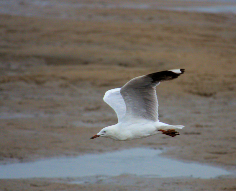 Image of a Silver Gull