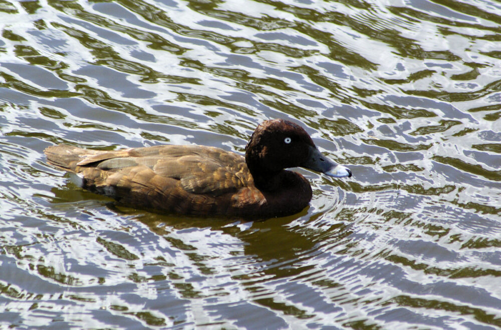 Image of a Hardhead swimming