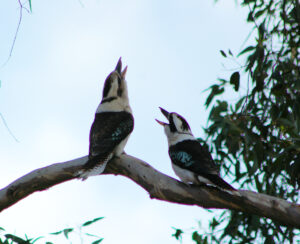 Laughing Kookaburras singing