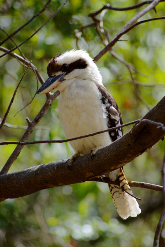 Image of a Laughing Kookaburra