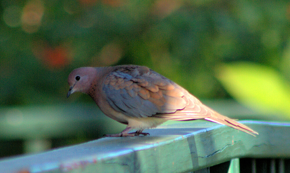 Image of a Laughing Dove