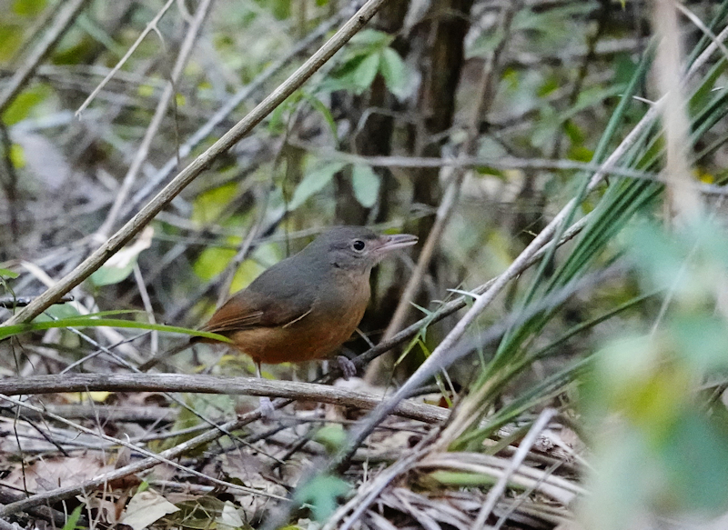 Little Shrike Thrush