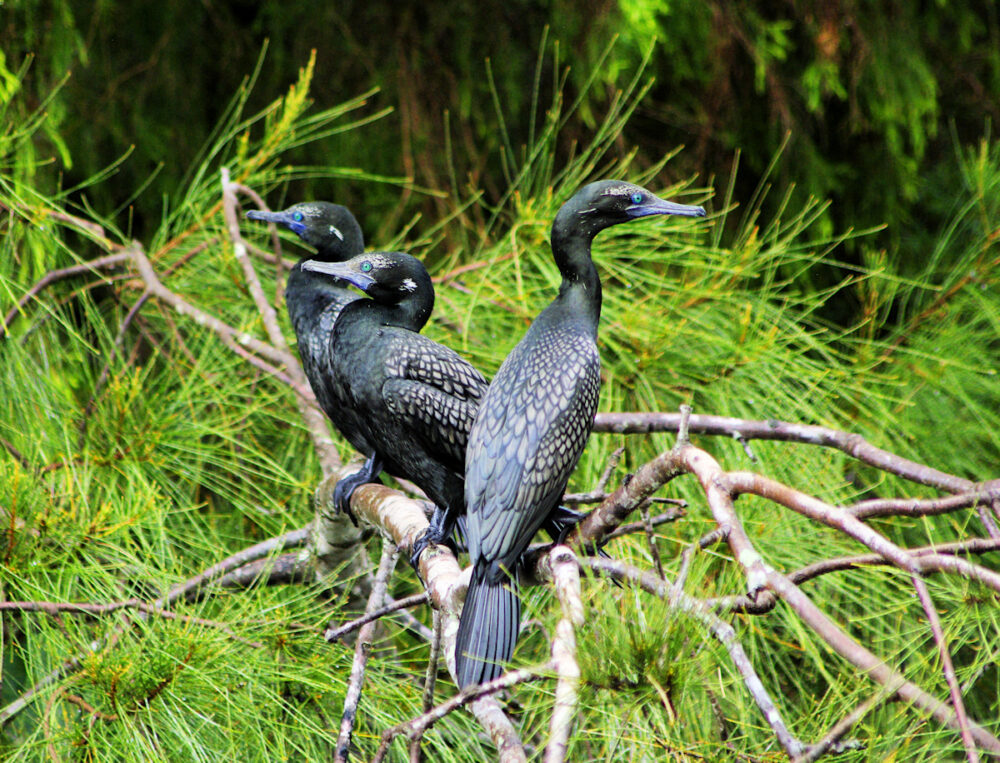 Little Black Cormorant