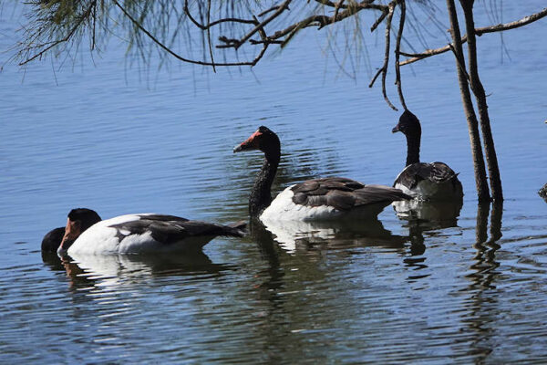 Magpie Geese Uq Campus