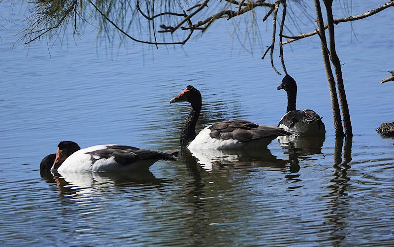 Magpie Geese Uq Campus