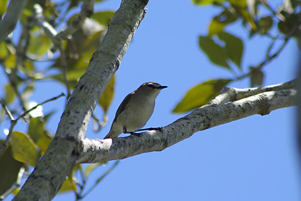 Image of a Mangrove Gerygone