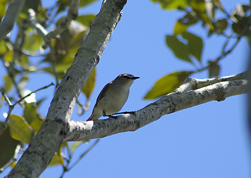 Image of a Mangrove Gerygone