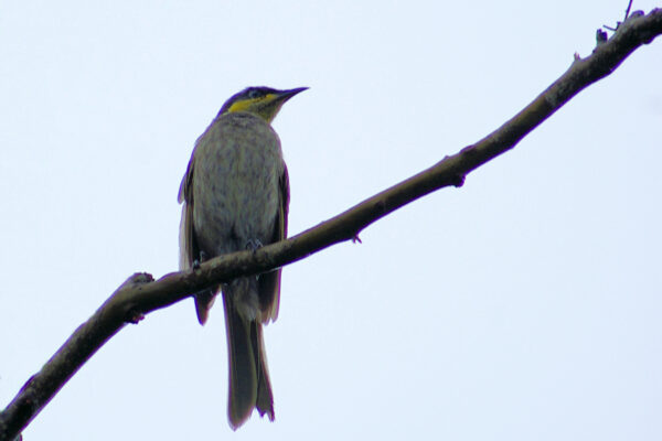 Image of a Mangrove Honeyeater